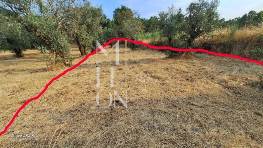 Terreno para Venda em Figueiro da Granja Foto 8