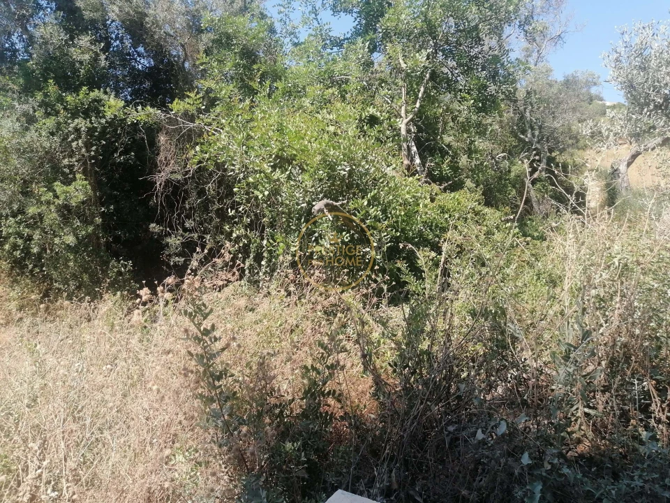 Terreno para Venda em Loule (São Sebastião) Foto 9