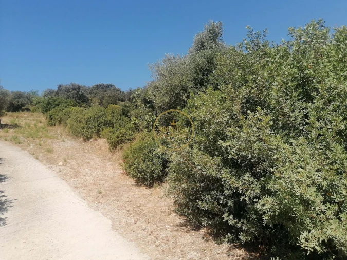 Terreno para Venda em Loule (São Sebastião) Foto 3