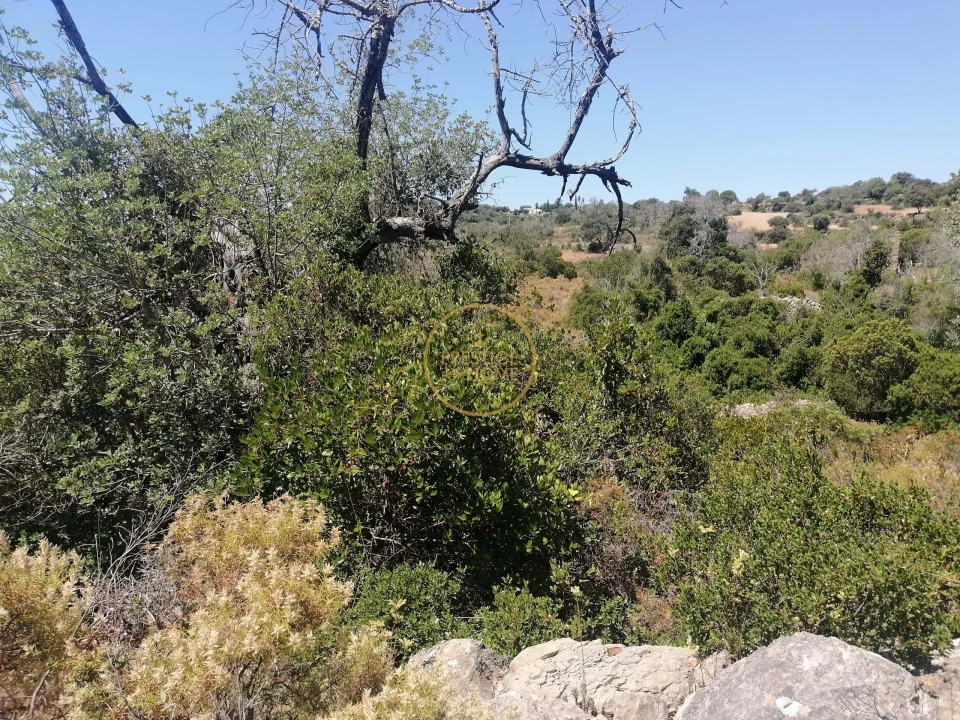Terreno para Venda em Loule (São Sebastião) Foto 6
