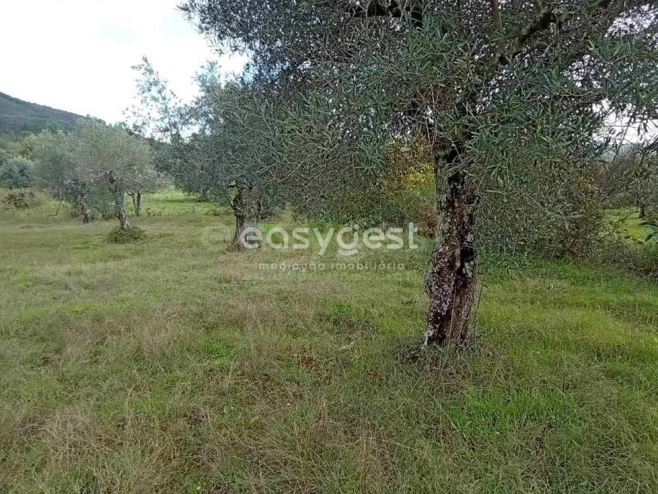 Terreno Agricola ou Rústico para Venda em Vale da Senhora da Povoa Foto 6