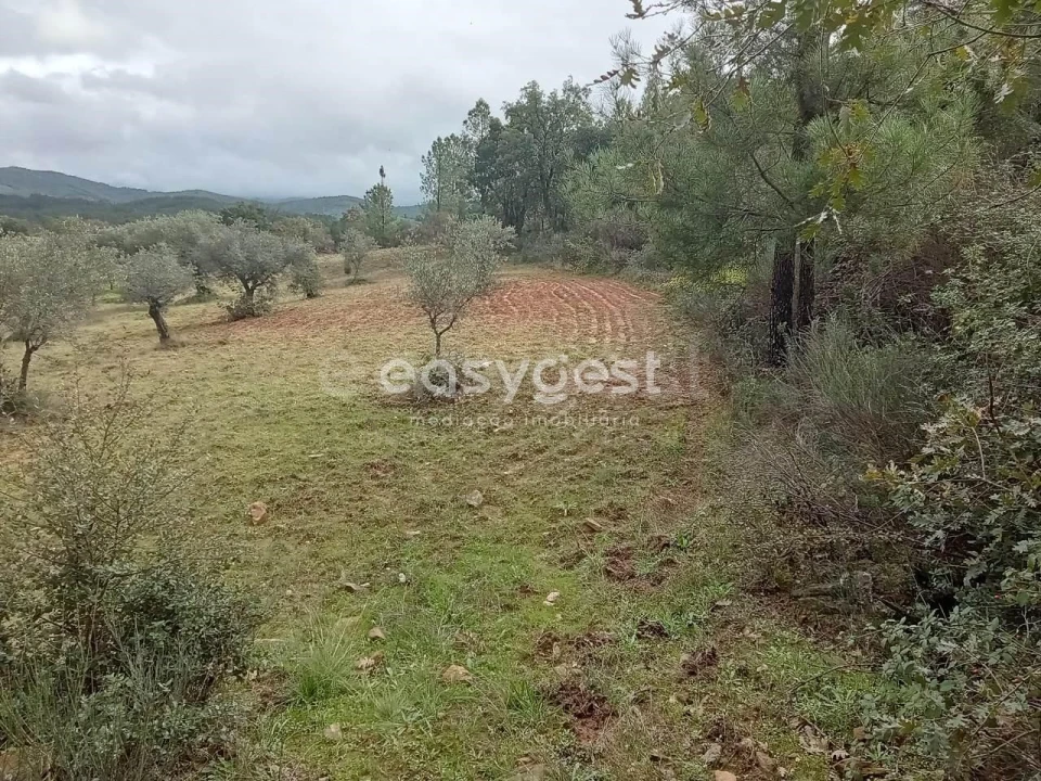 Terreno Agricola ou Rústico para Venda em Vale da Senhora da Povoa Foto 9