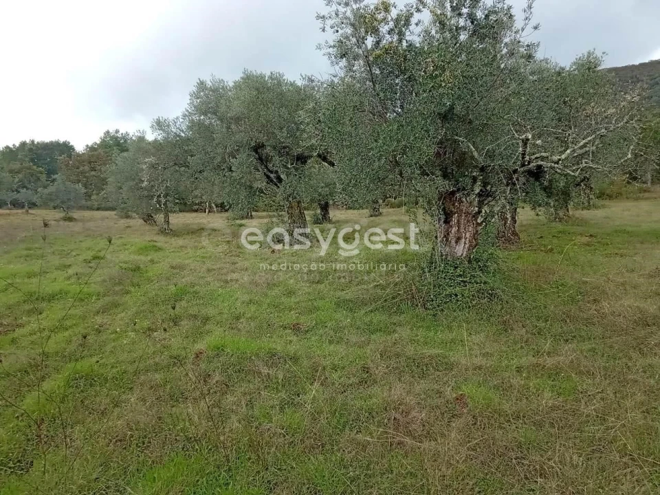 Terreno Agricola ou Rústico para Venda em Vale da Senhora da Povoa Foto 10