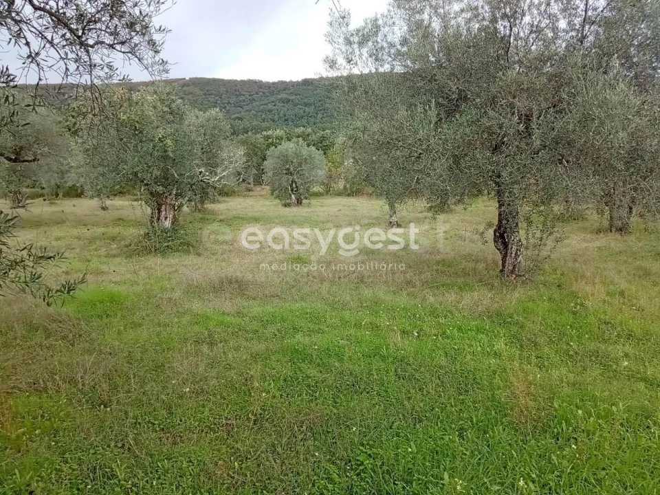 Terreno Agricola ou Rústico para Venda em Vale da Senhora da Povoa Foto 12