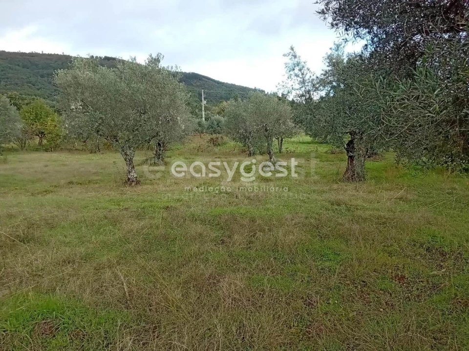Terreno Agricola ou Rústico para Venda em Vale da Senhora da Povoa Foto 18