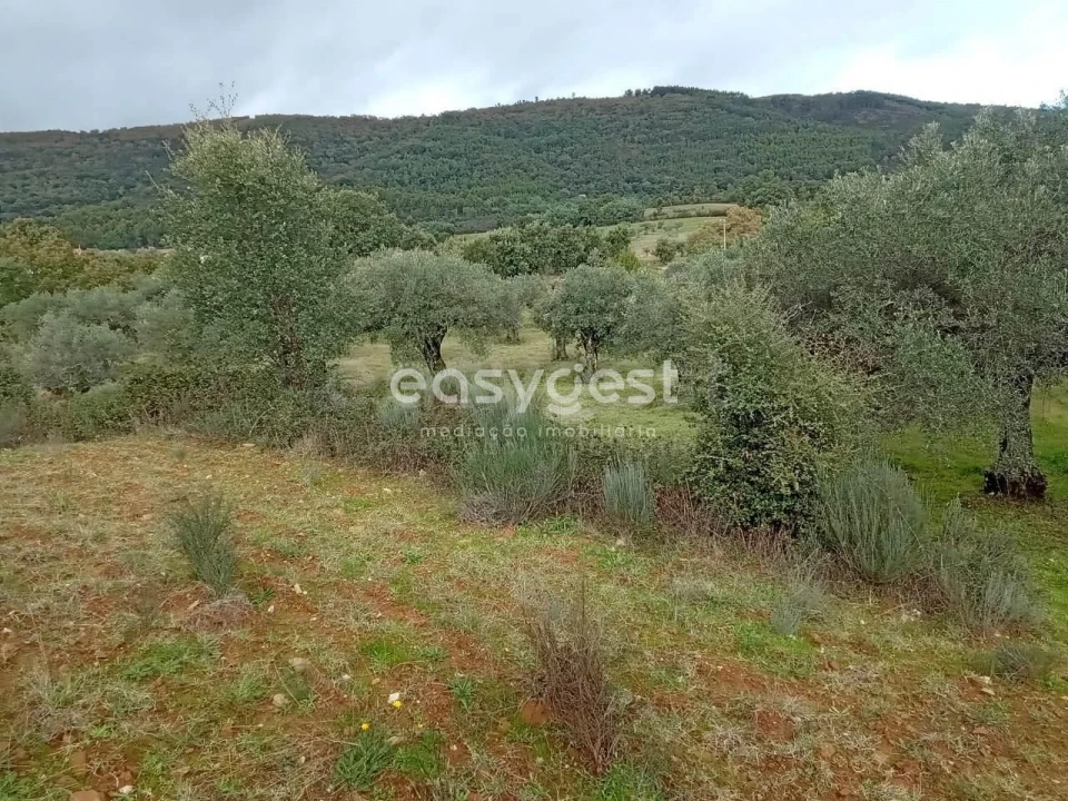 Terreno Agricola ou Rústico para Venda em Vale da Senhora da Povoa Foto 20