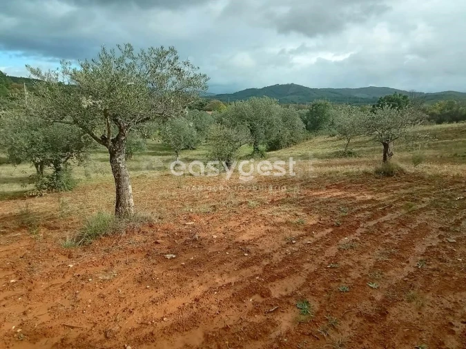 Terreno Agricola ou Rústico para Venda em Vale da Senhora da Povoa Foto 5