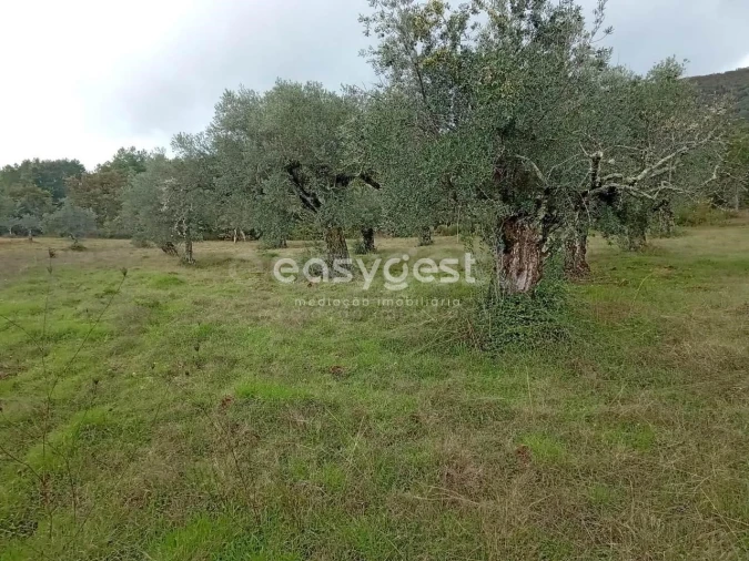 Terreno Agricola ou Rústico para Venda em Vale da Senhora da Povoa Foto 10