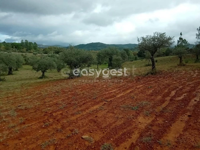 Terreno Agricola ou Rústico para Venda em Vale da Senhora da Povoa Foto 22