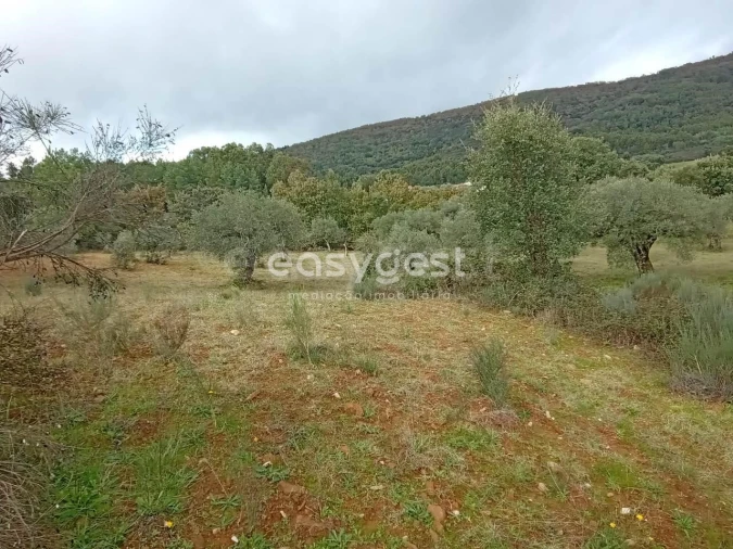 Terreno Agricola ou Rústico para Venda em Vale da Senhora da Povoa Foto 23