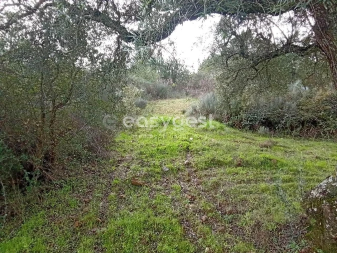 Terreno Agricola ou Rústico para Venda em Vale da Senhora da Povoa Foto 24