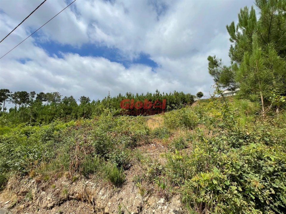 Terreno para Venda em Campo Foto 2