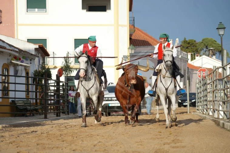 Moradia T5 para Venda em Golegã Foto 22