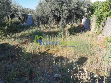 Terreno para Venda em Castelo Branco
