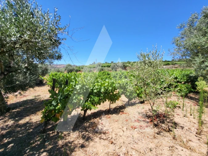 Quinta T1 para Venda em Castelo de Penalva Foto 25