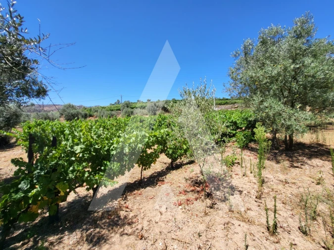 Quinta T1 para Venda em Castelo de Penalva Foto 26