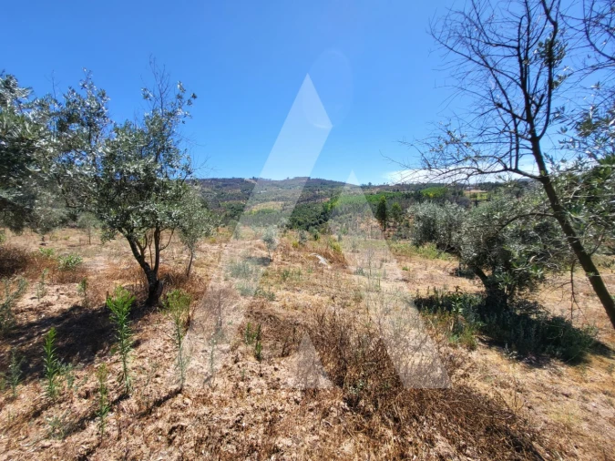 Quinta T1 para Venda em Castelo de Penalva Foto 30