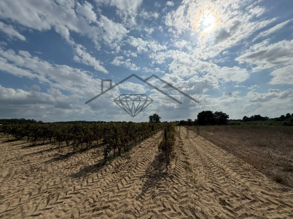 Terreno Agricola ou Rústico para Venda em Alpiarça Foto 2