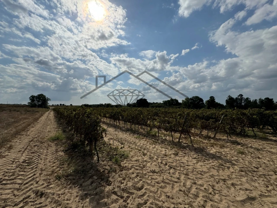 Terreno Agricola ou Rústico para Venda em Alpiarça Foto 3