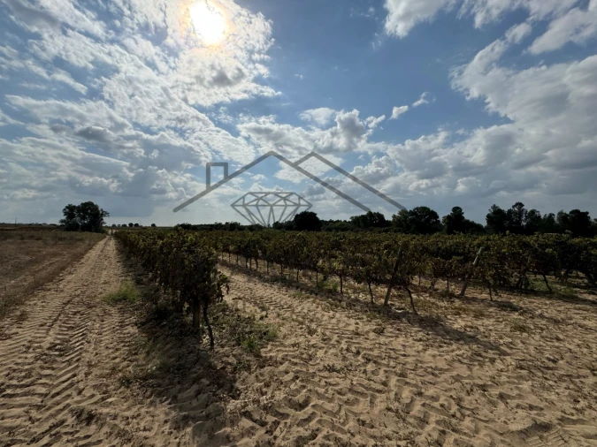 Terreno Agricola ou Rústico para Venda em Alpiarça Foto 3