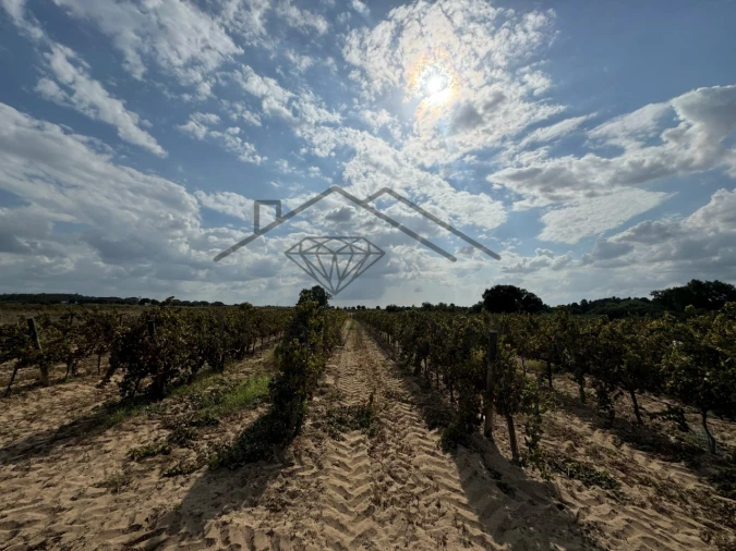 Terreno Agricola ou Rústico para Venda em Alpiarça Foto 4