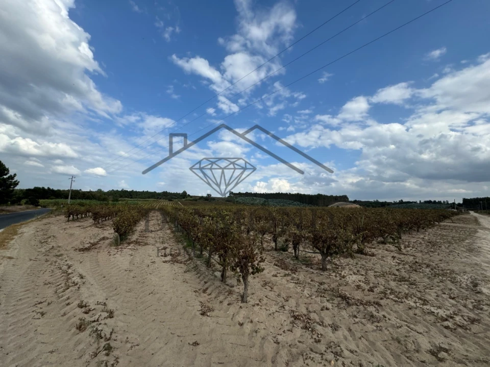 Terreno Agricola ou Rústico para Venda em Alpiarça Foto 3