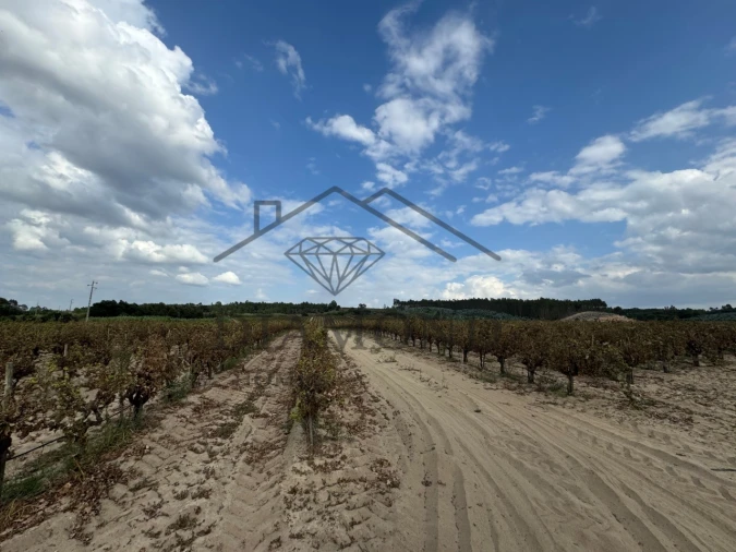 Terreno Agricola ou Rústico para Venda em Alpiarça Foto 2