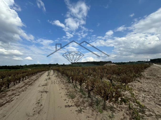 Terreno Agricola ou Rústico para Venda em Alpiarça Foto 4