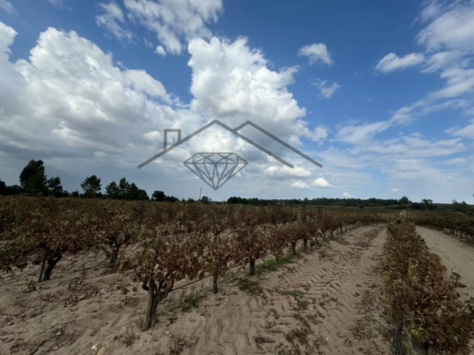 Terreno Agricola ou Rústico para Venda em Alpiarça Foto 5