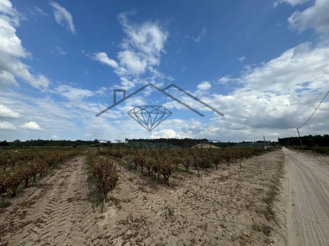 Terreno Agricola ou Rústico para Venda em Alpiarça Foto 6