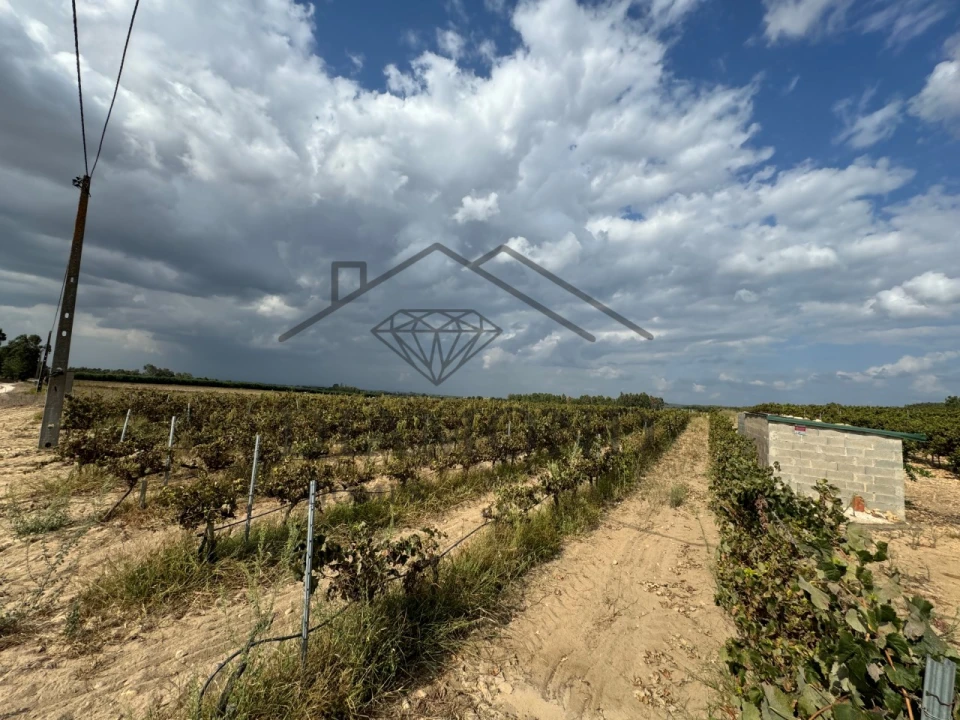 Terreno Agricola ou Rústico para Venda em Alpiarça Foto 2