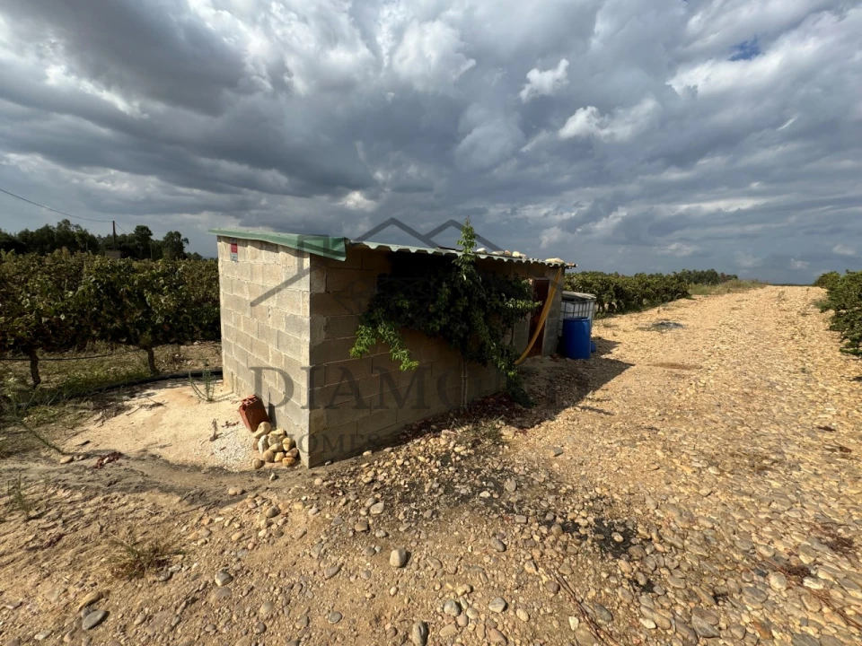Terreno Agricola ou Rústico para Venda em Alpiarça Foto 3