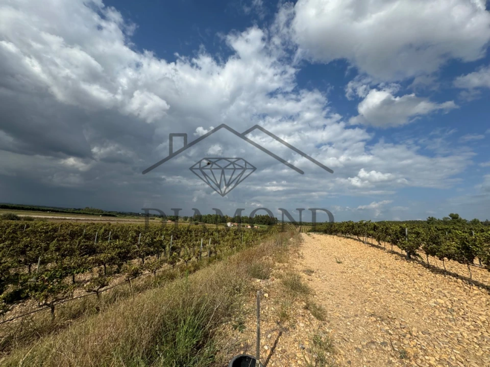Terreno Agricola ou Rústico para Venda em Alpiarça Foto 6