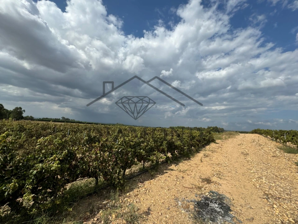 Terreno Agricola ou Rústico para Venda em Alpiarça Foto 7