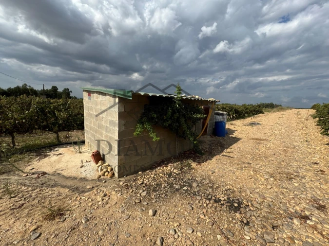 Terreno Agricola ou Rústico para Venda em Alpiarça Foto 3