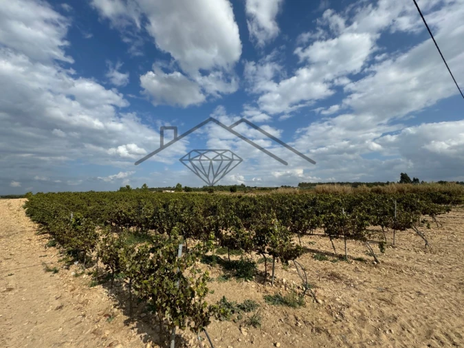 Terreno Agricola ou Rústico para Venda em Alpiarça Foto 4