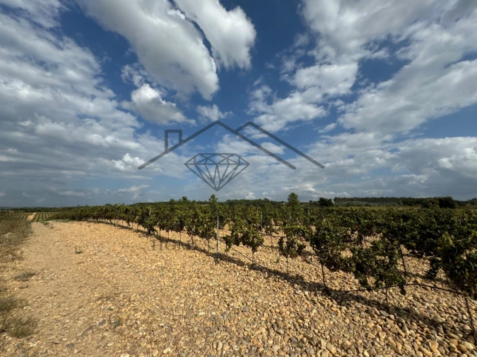 Terreno Agricola ou Rústico para Venda em Alpiarça Foto 8