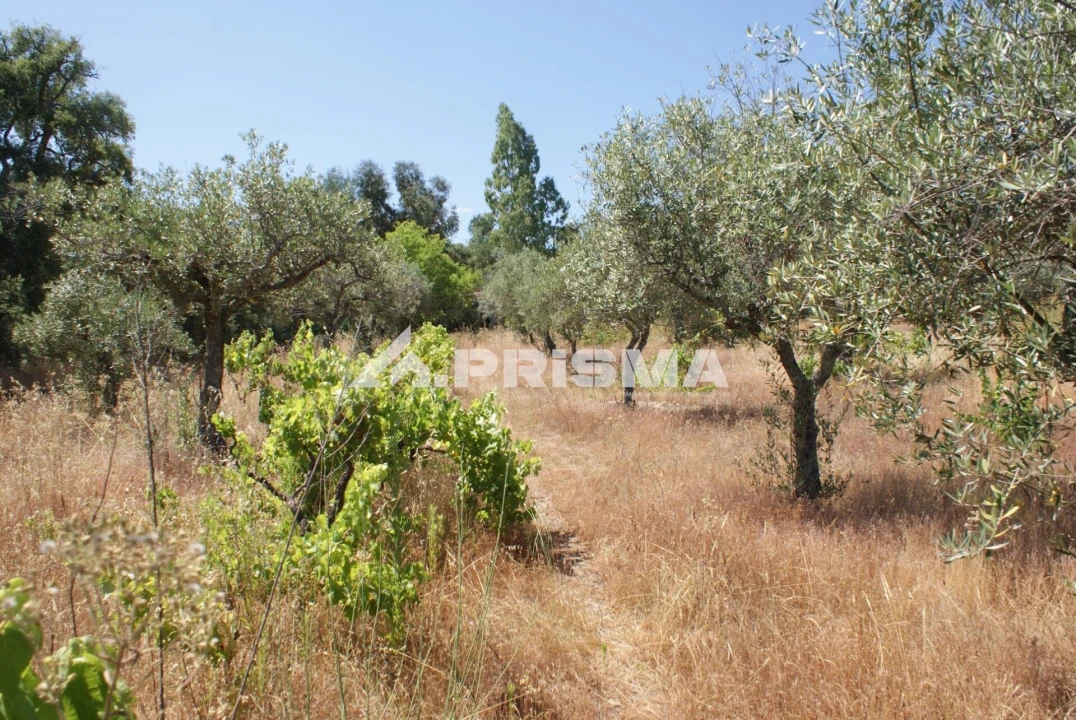 Terreno para Venda em Ninho do Açor e Sobral do Campo Foto 7