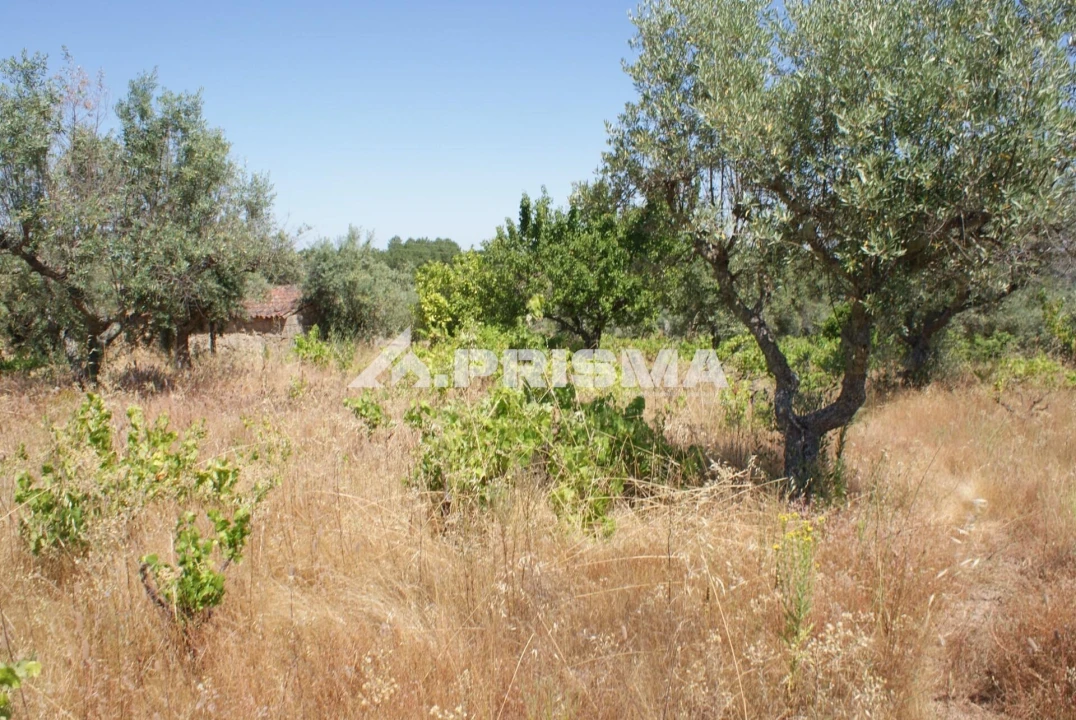 Terreno para Venda em Ninho do Açor e Sobral do Campo Foto 10