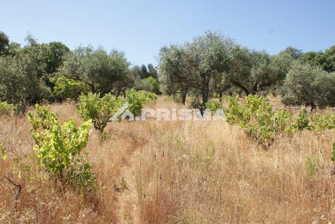 Terreno para Venda em Ninho do Açor e Sobral do Campo Foto 37