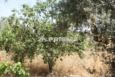 Terreno para Venda em Ninho do Açor e Sobral do Campo