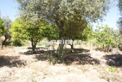 Terreno para Venda em Ninho do Açor e Sobral do Campo