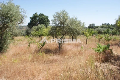 Terreno para Venda em Ninho do Açor e Sobral do Campo