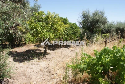 Terreno para Venda em Ninho do Açor e Sobral do Campo
