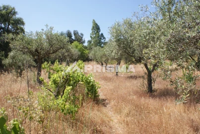 Terreno para Venda em Ninho do Açor e Sobral do Campo