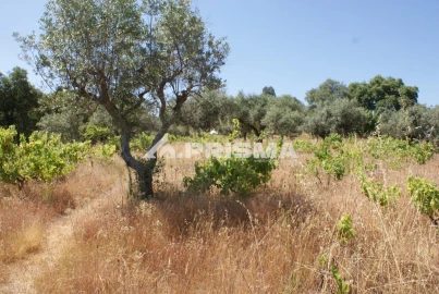 Terreno para Venda em Ninho do Açor e Sobral do Campo