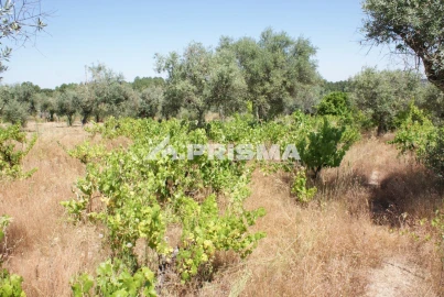 Terreno para Venda em Ninho do Açor e Sobral do Campo