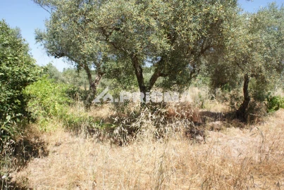 Terreno para Venda em Ninho do Açor e Sobral do Campo