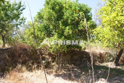 Terreno para Venda em Ninho do Açor e Sobral do Campo