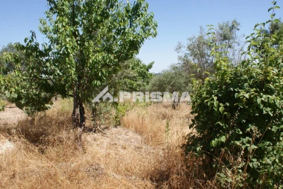 Terreno para Venda em Ninho do Açor e Sobral do Campo